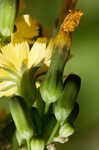 Oriental false hawksbeard